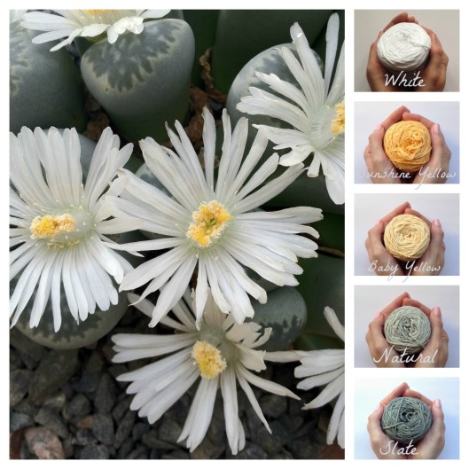 Vinnis colour palette cactus daisies