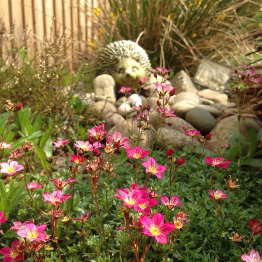 pink flowers and hedgehog garden ornament